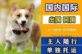 山南地区宠物托运公司山南地区宠物托运公司山南地区宠物托运公司