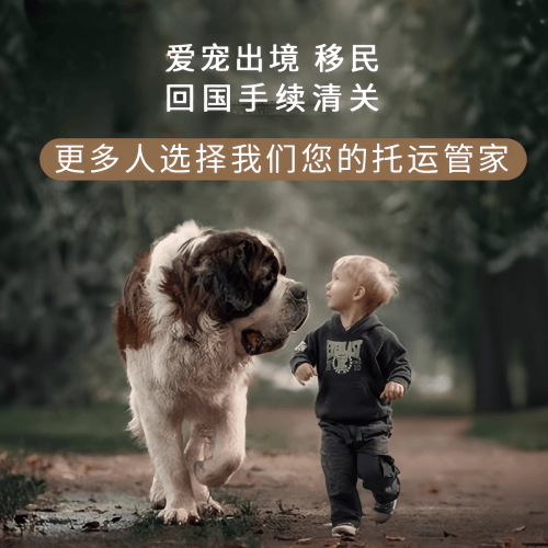 宠物托运出国办理指南