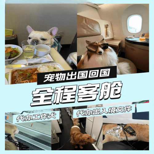山南地区宠物托运到白俄罗斯宠物入境规定和要求